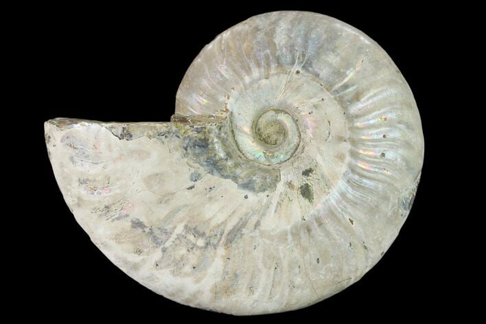 Silver Iridescent Ammonite (Cleoniceras) Fossil - Madagascar #157155